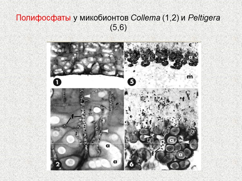 Полифосфаты у микобионтов Collema (1,2) и Peltigera (5,6)